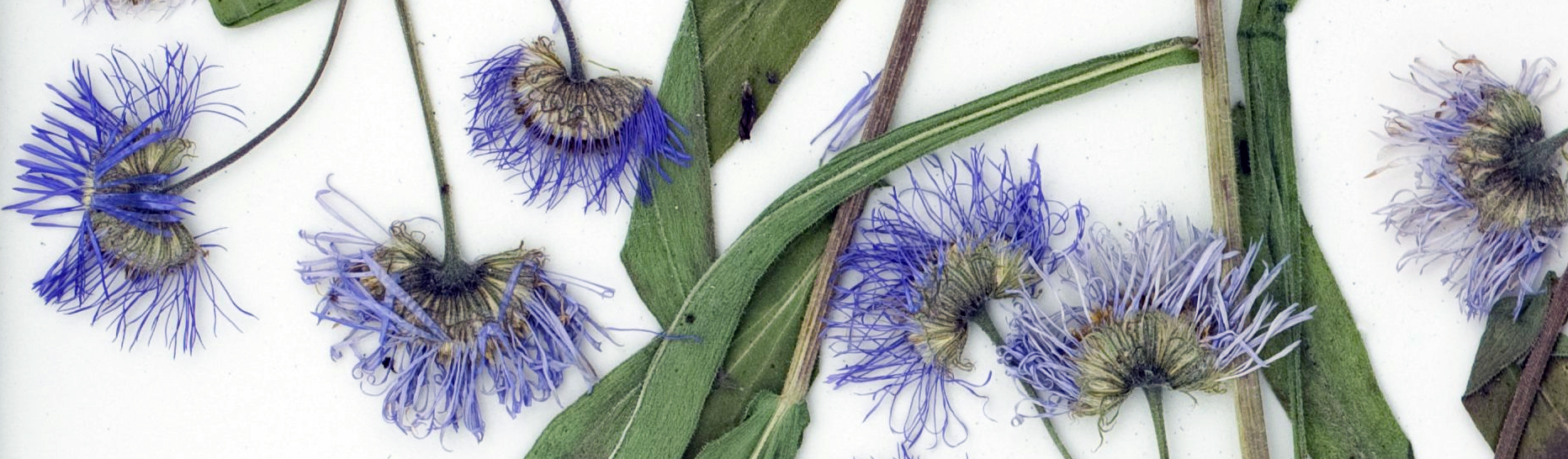 Welcome To The Rocky Mountain Herbarium